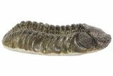 Austerops Trilobite Fossil - Rock Removed #67033-1